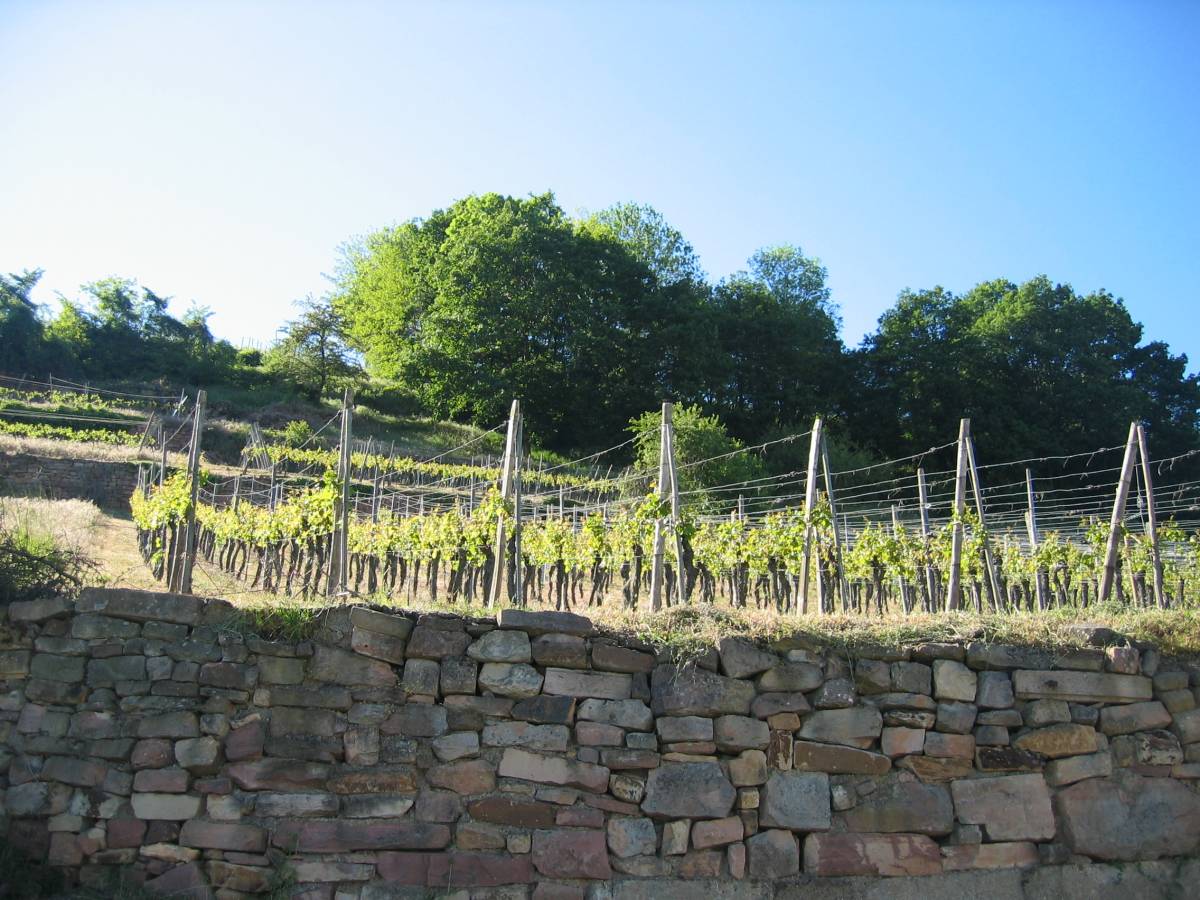 17 MAI 2004 012 100X100 | Vins d'Alsace Bernard Haegelin MUSCAT GRAND CRU PFINGSTBERG 2015 Gérardmer 0
