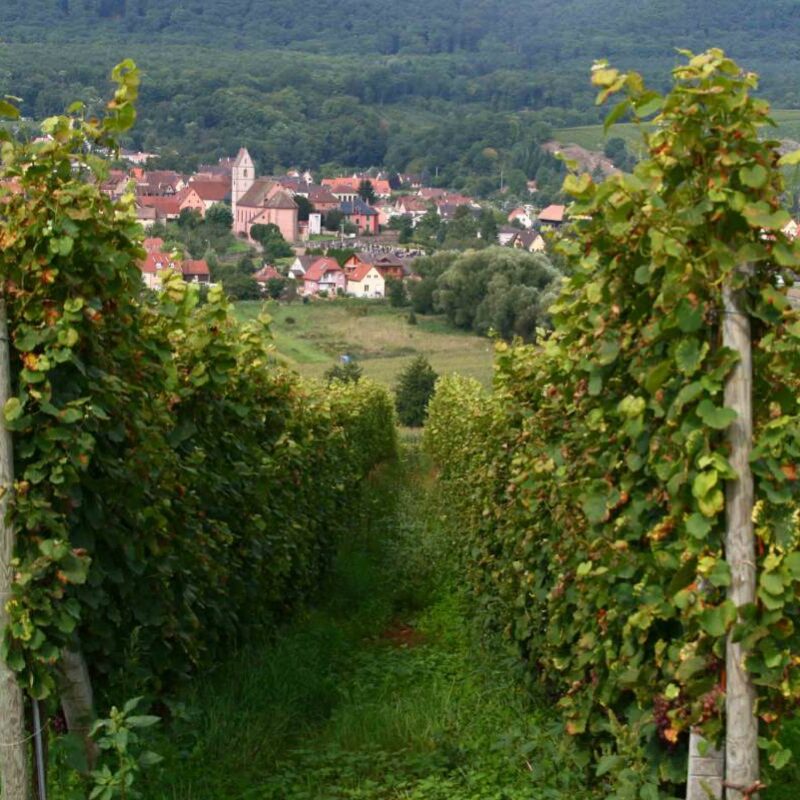 Comment servir le Pinot Noir d’Alsace ? Wittenheim