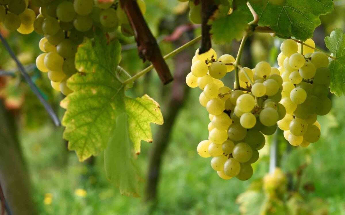 IMG_1476. NT 1200X750 | Vins d'Alsace Bernard Haegelin 3 choses à savoir sur les vendanges Wittenheim