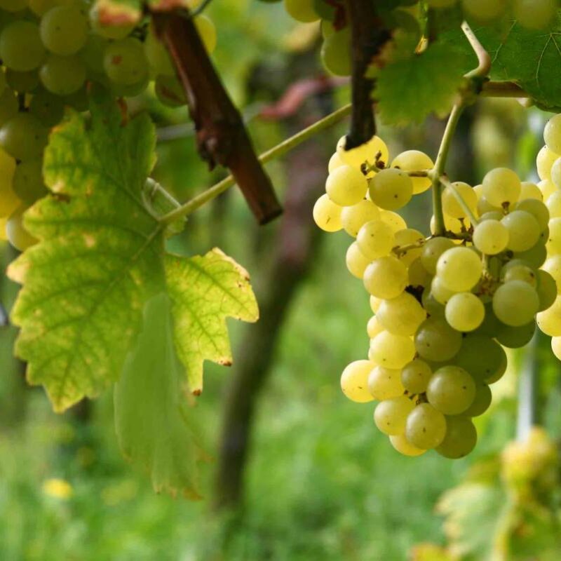 3 choses &agrave; savoir sur les vendanges Wittenheim