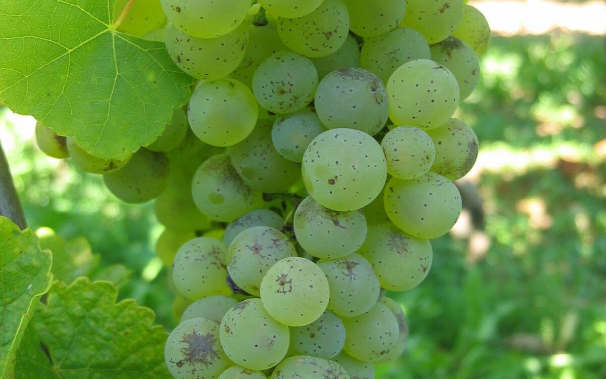 CEPAGE 001 1200X750 | Vins d'Alsace Bernard Haegelin Comment déguster le crémant comme un pro ? Kingersheim
