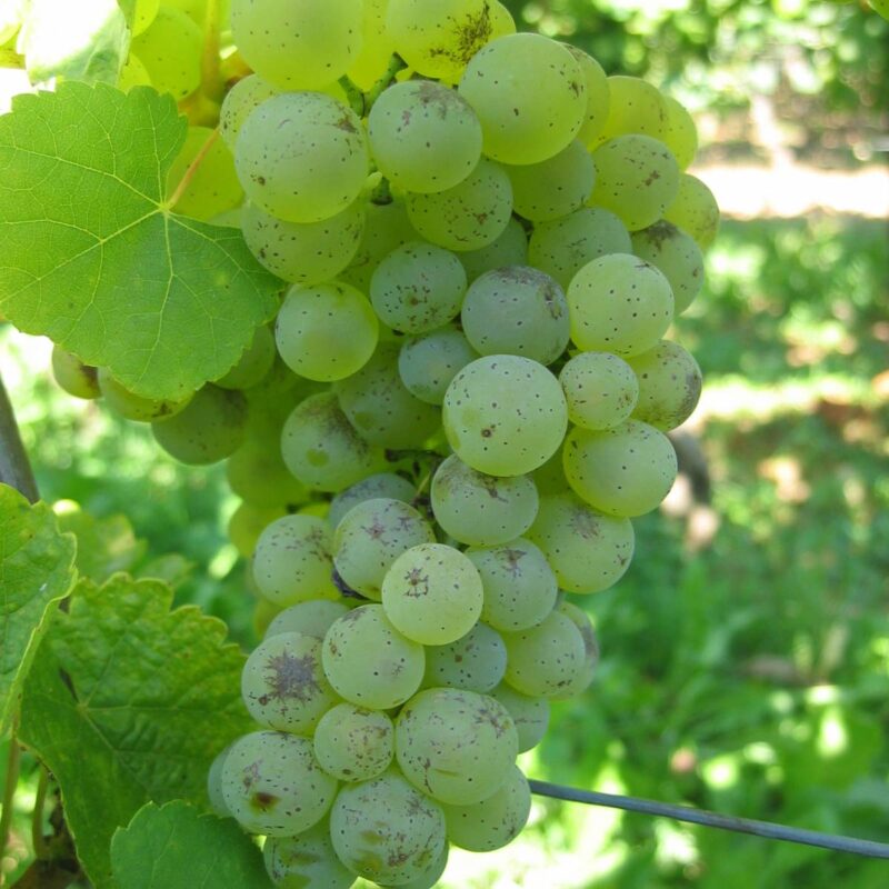 Comment d&eacute;guster le cr&eacute;mant comme un pro ? Kingersheim