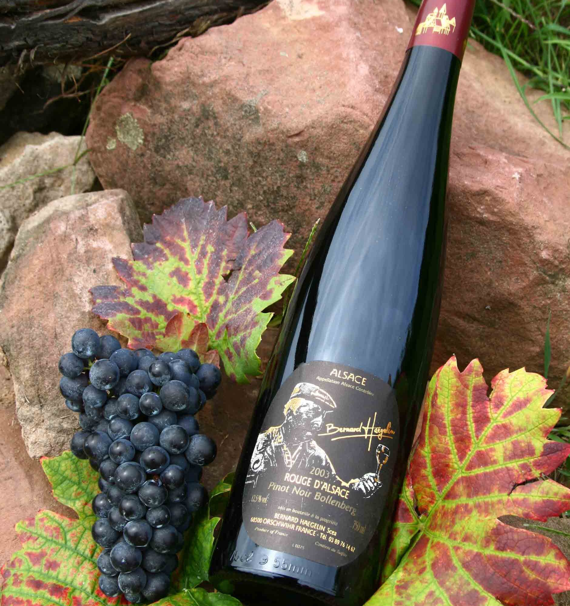 IMG_1473 1880X2000 | Vins d'Alsace Bernard Haegelin Domaine Haegelin Bernard, producteurs de vins AOC Alsaciens en biodynamie à Orschwihr Wittelsheim
