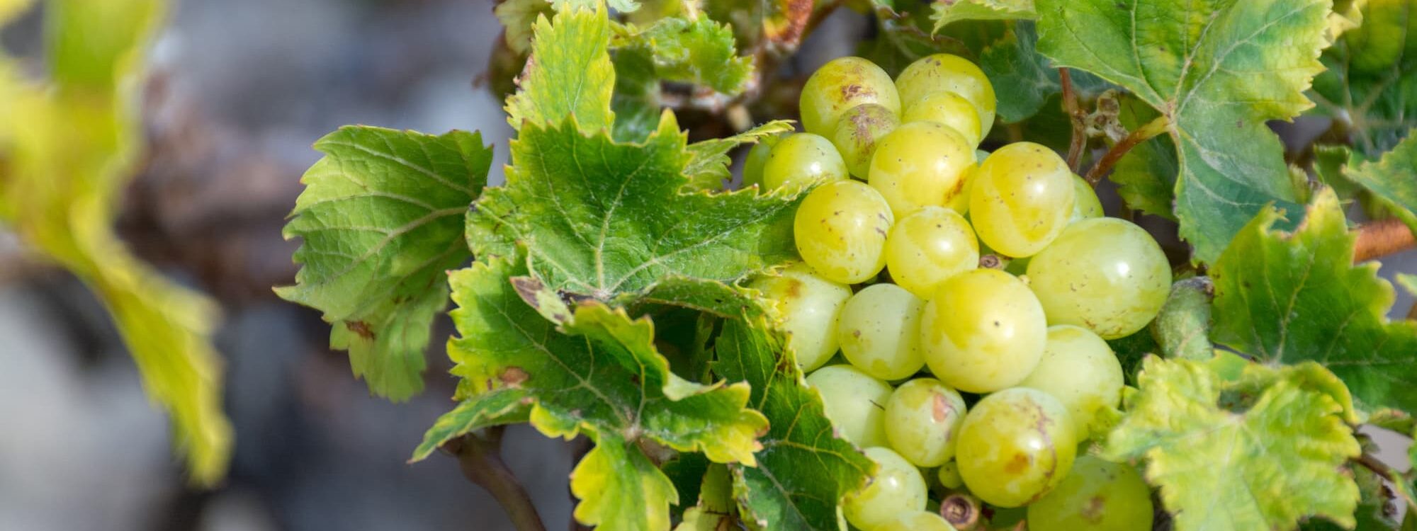 VIN VENDANGES TARDIVES 2000X750 | Vins d'Alsace Bernard Haegelin Que deviennent les raisins après la vendange ? Suivez le parcours du grain au vin Wittenheim