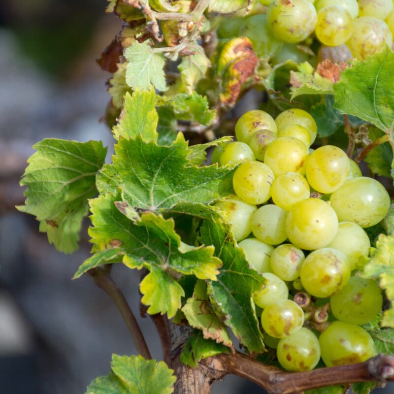 Que deviennent les raisins apr&egrave;s la vendange ? Suivez le parcours du grain au vin Wittenheim